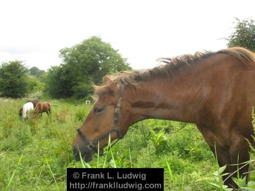 Horses